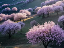 數(shù)九待春歸，亞歐果仁香